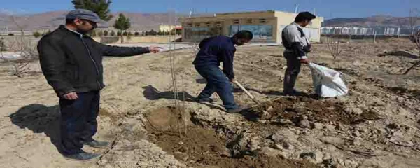 کاشت بیش از 150 اصل نهال درختان مثمر در پردیس های دانشگاه فرهنگیان خراسان شمالی  4