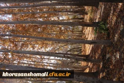 سه شنبه های شاد ورزشی در دانشگاه فرهنگیان استان خراسان شمالی  با حضور کارکنان  10