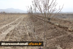 برگزاری مراسم روز درختکاری در دانشگاه فرهنگیان  8