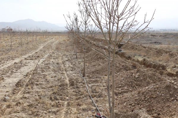 برگزاری مراسم روز درختکاری در دانشگاه فرهنگیان  8